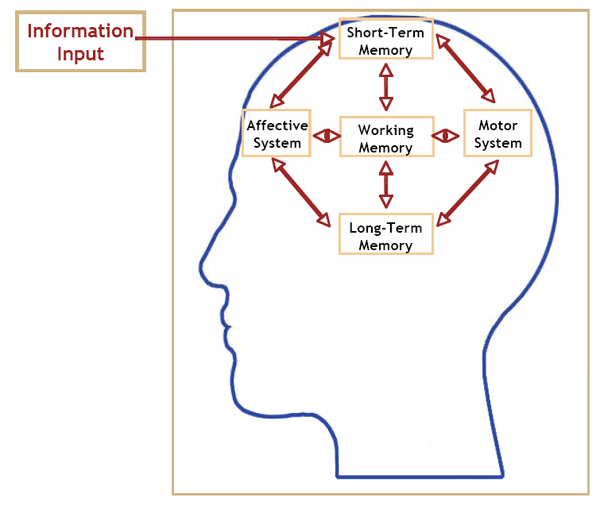 Graphic of Working Memory
